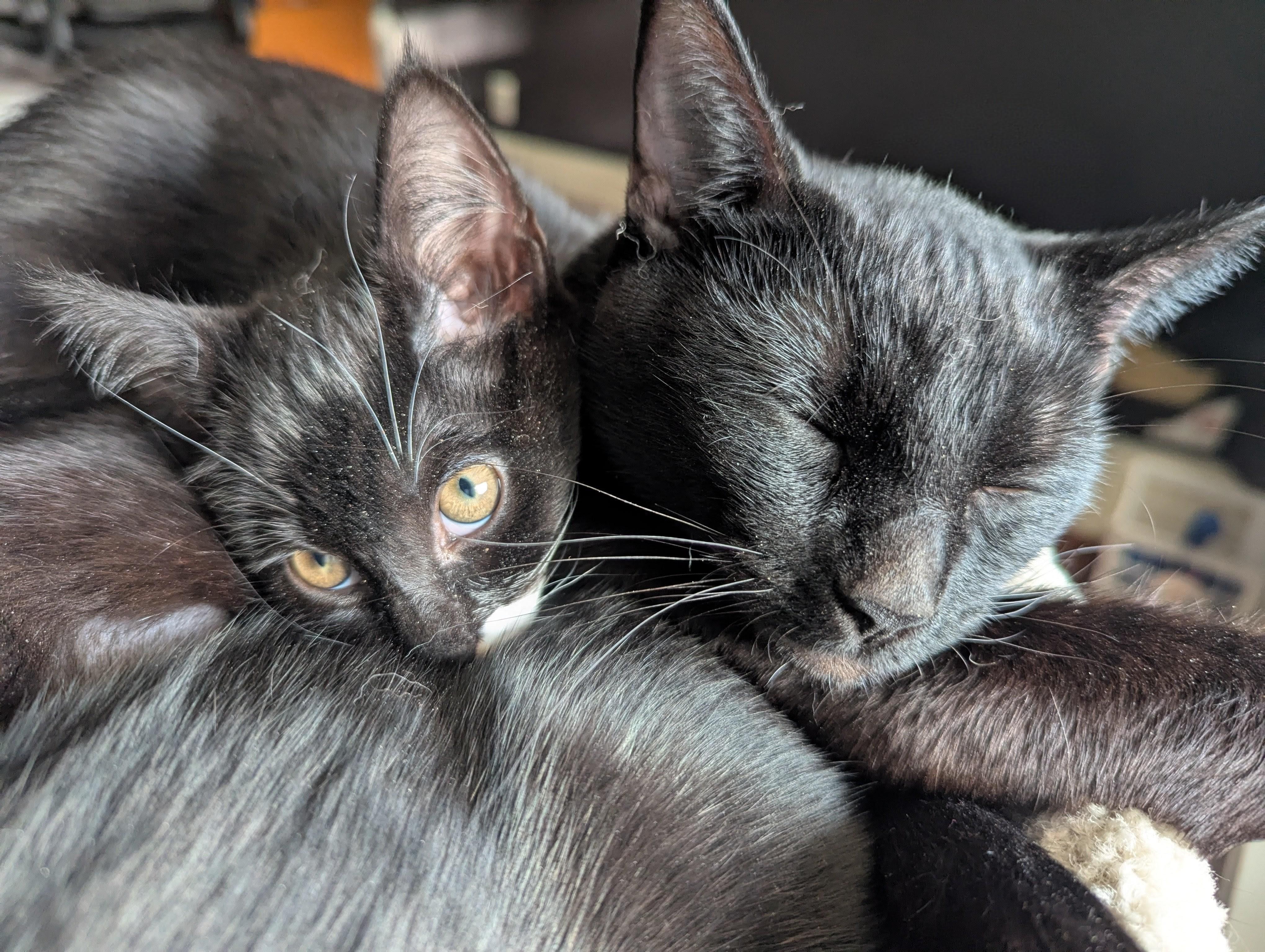 Mabel, a ADOPTABLE Domestic Short Hair in Portland, OR image 3/6