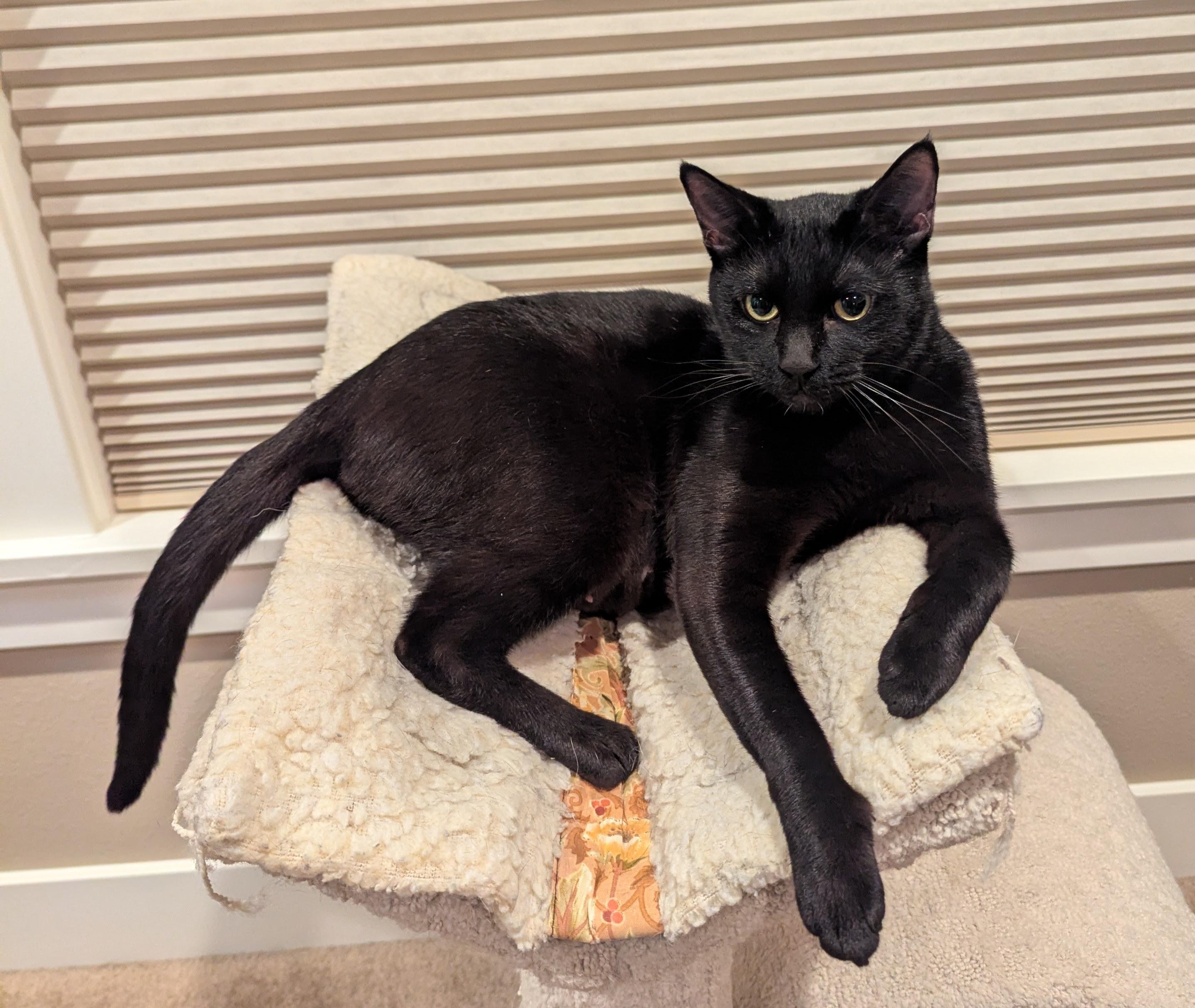 Mabel, a ADOPTABLE Domestic Short Hair in Portland, OR image 4/6
