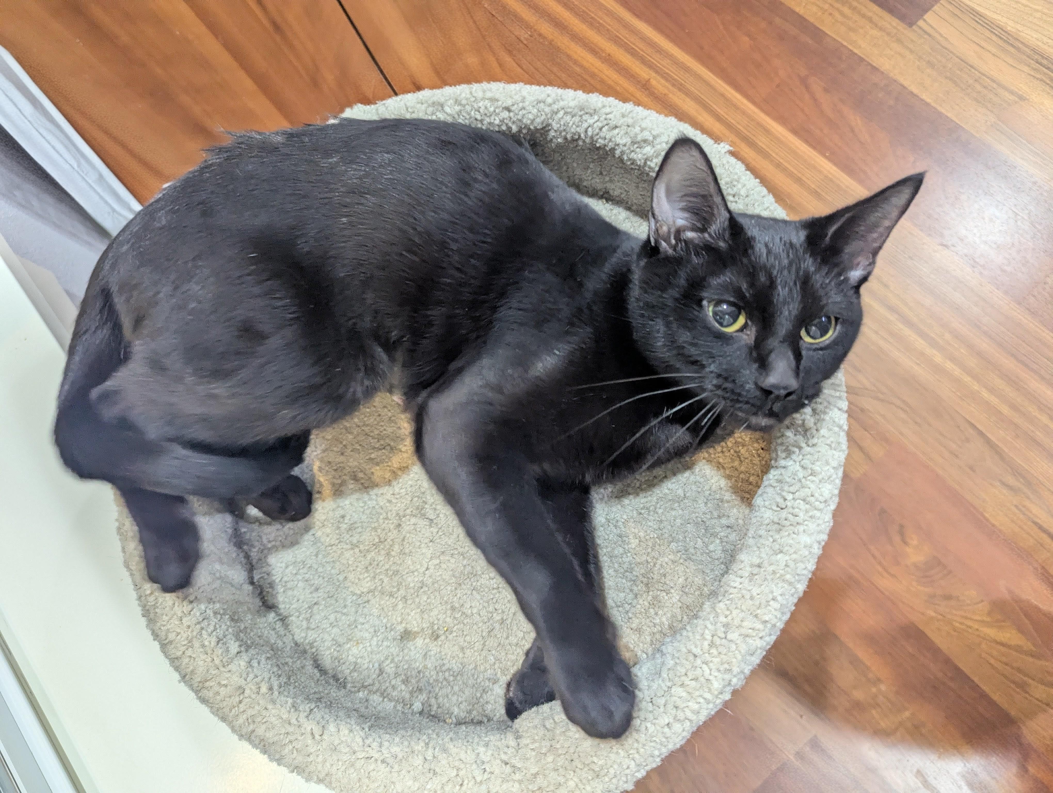 Mabel, a ADOPTABLE Domestic Short Hair in Portland, OR image 2/6