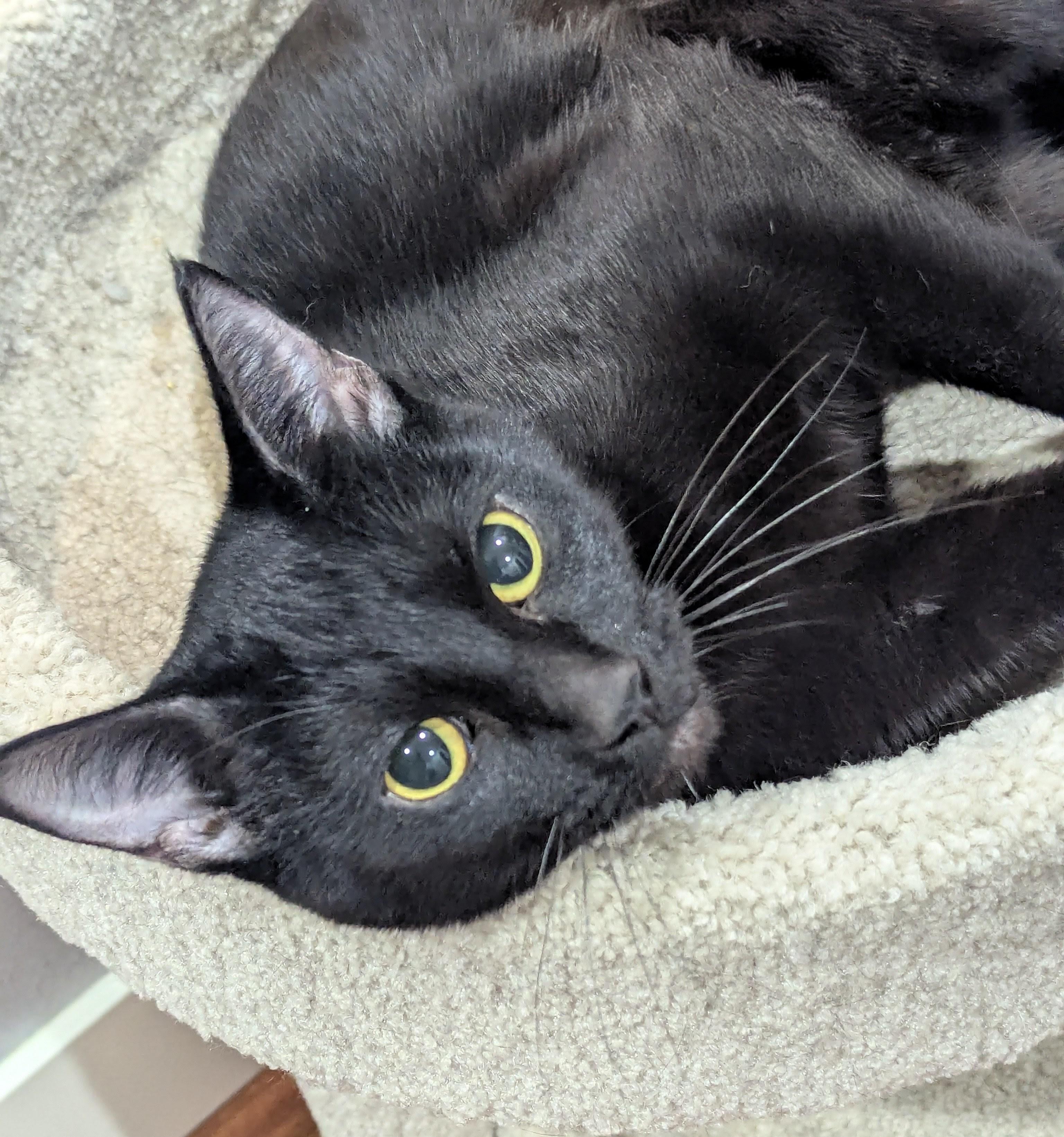 Mabel, ADOPTABLE, Kitten Female Domestic Short Hair.