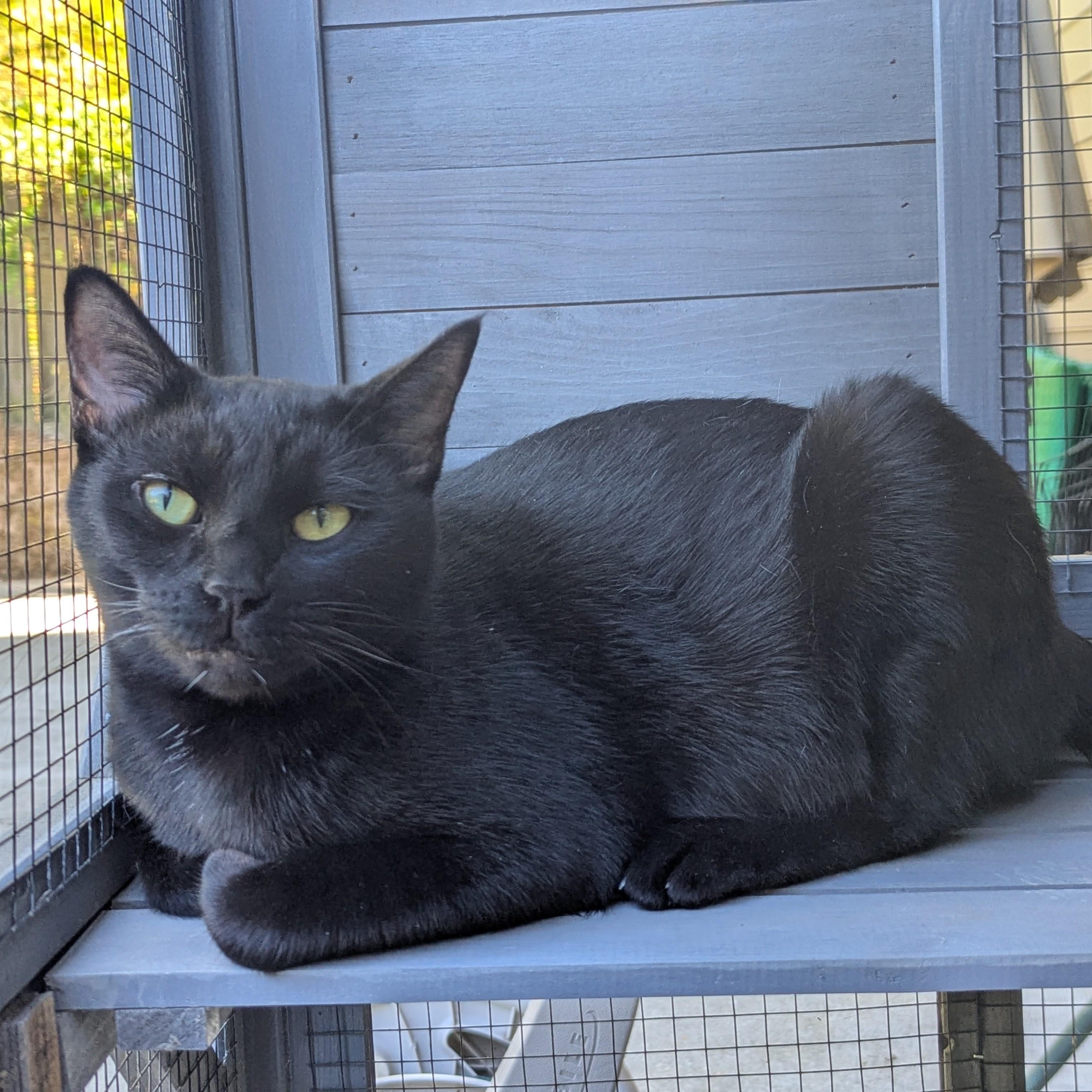 Mabel updated photos and bio, ADOPTABLE, Young Female Domestic Short Hair.