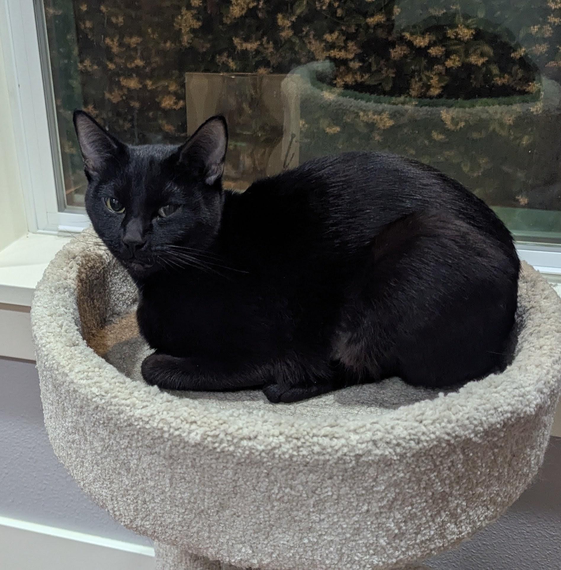 Mabel, a ADOPTABLE Domestic Short Hair in Portland, OR image 5/6