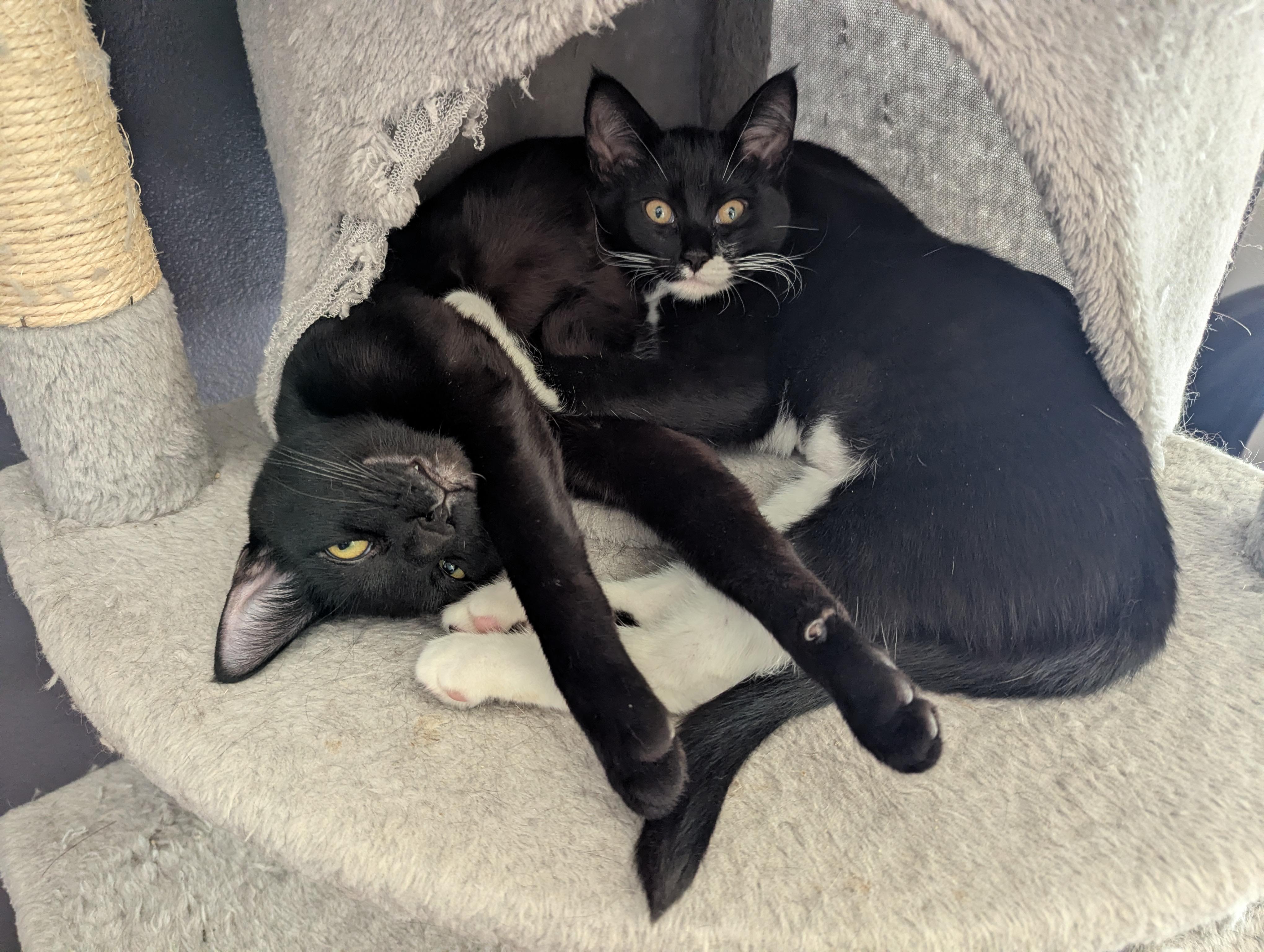 Mabel, a ADOPTABLE Domestic Short Hair in Portland, OR image 6/6