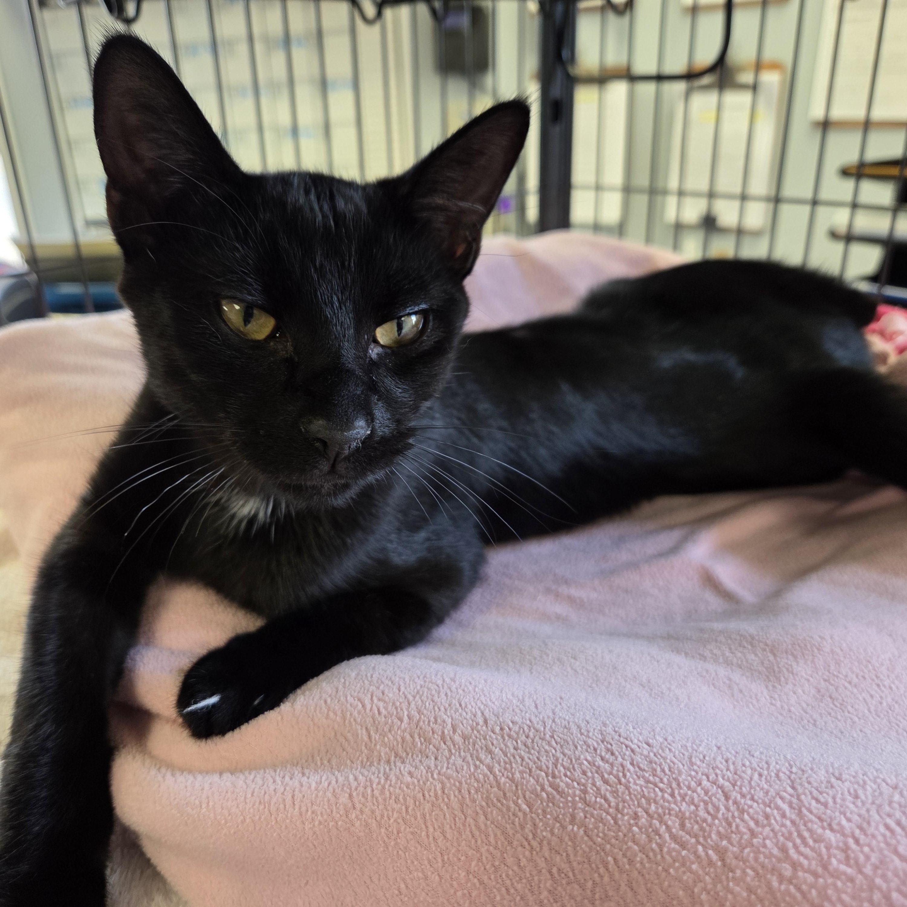 Jake, adopted, Young Male Domestic Short Hair.