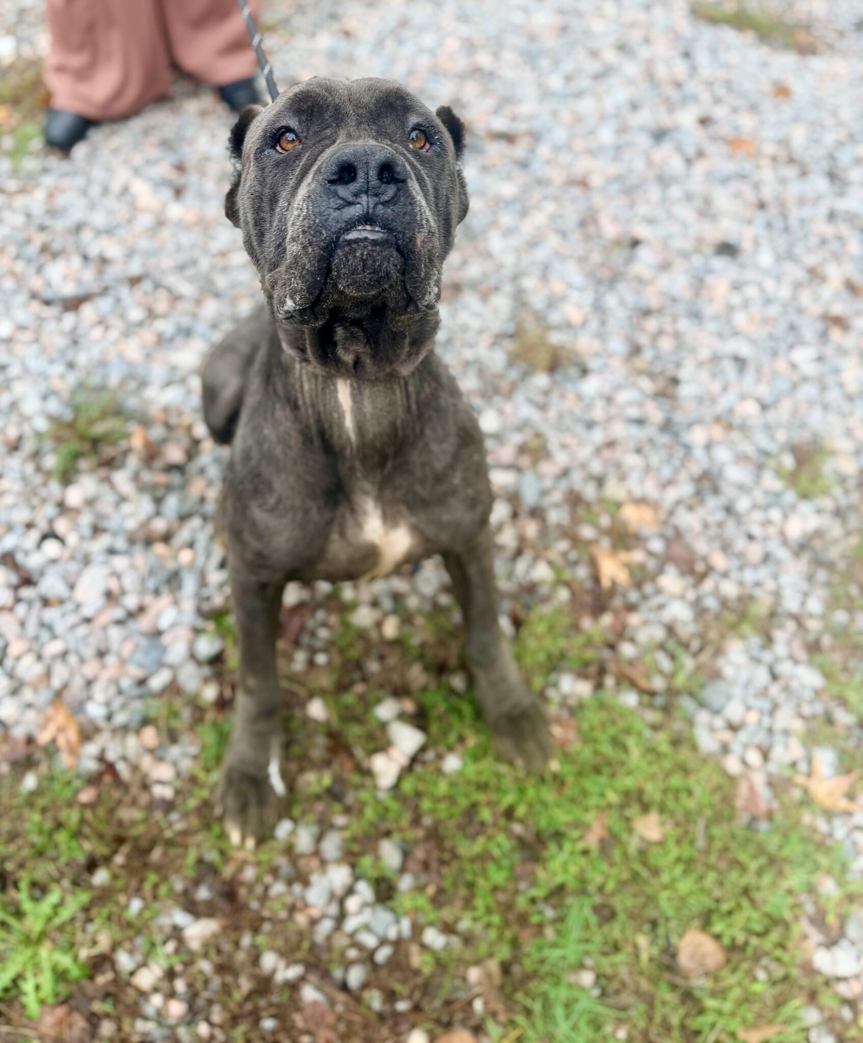 Enlarge Moon Pie, a Adoptable Cane Corso in Petersburg, VA image 5/6