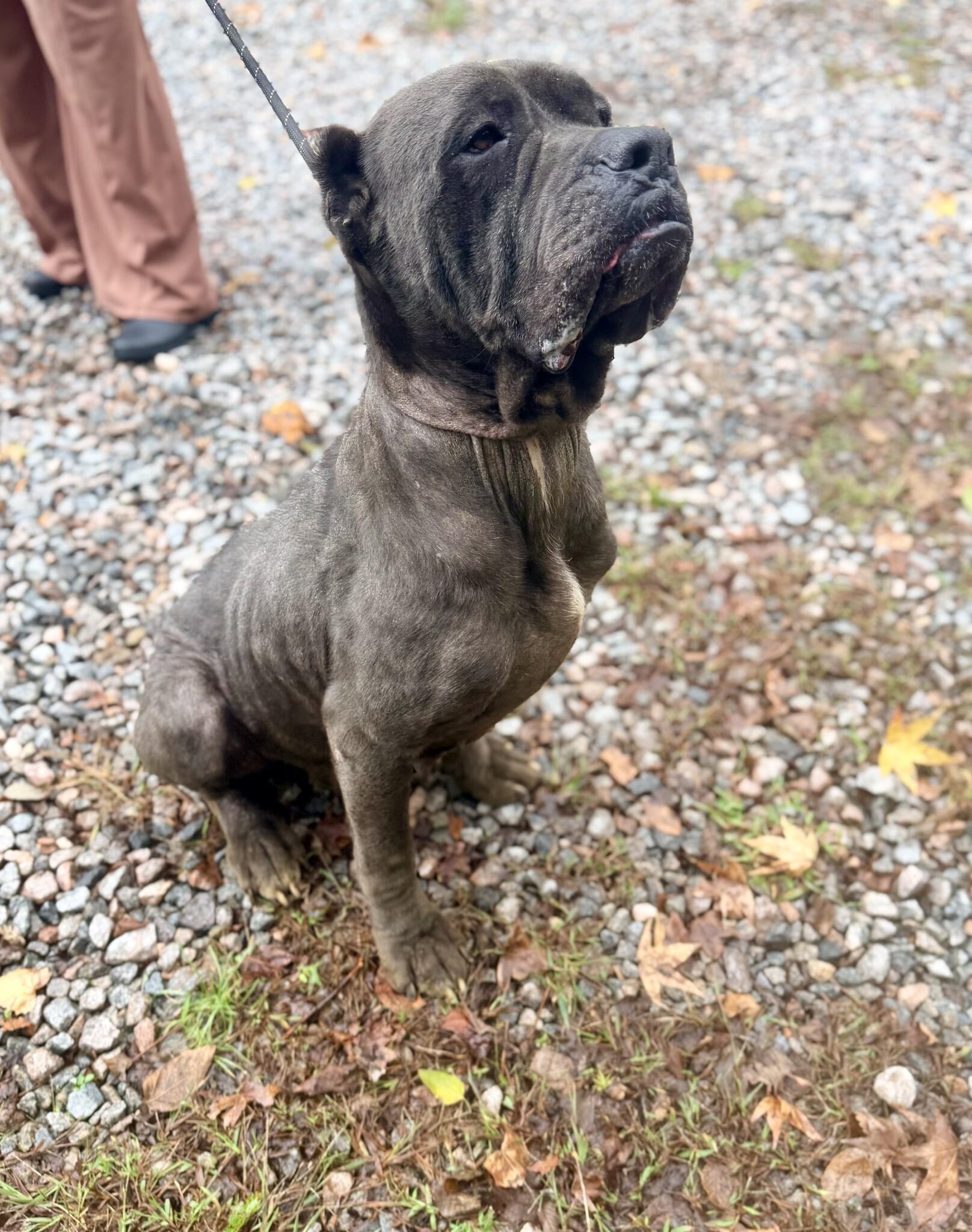 Enlarge Moon Pie, a Adoptable Cane Corso in Petersburg, VA image 4/6