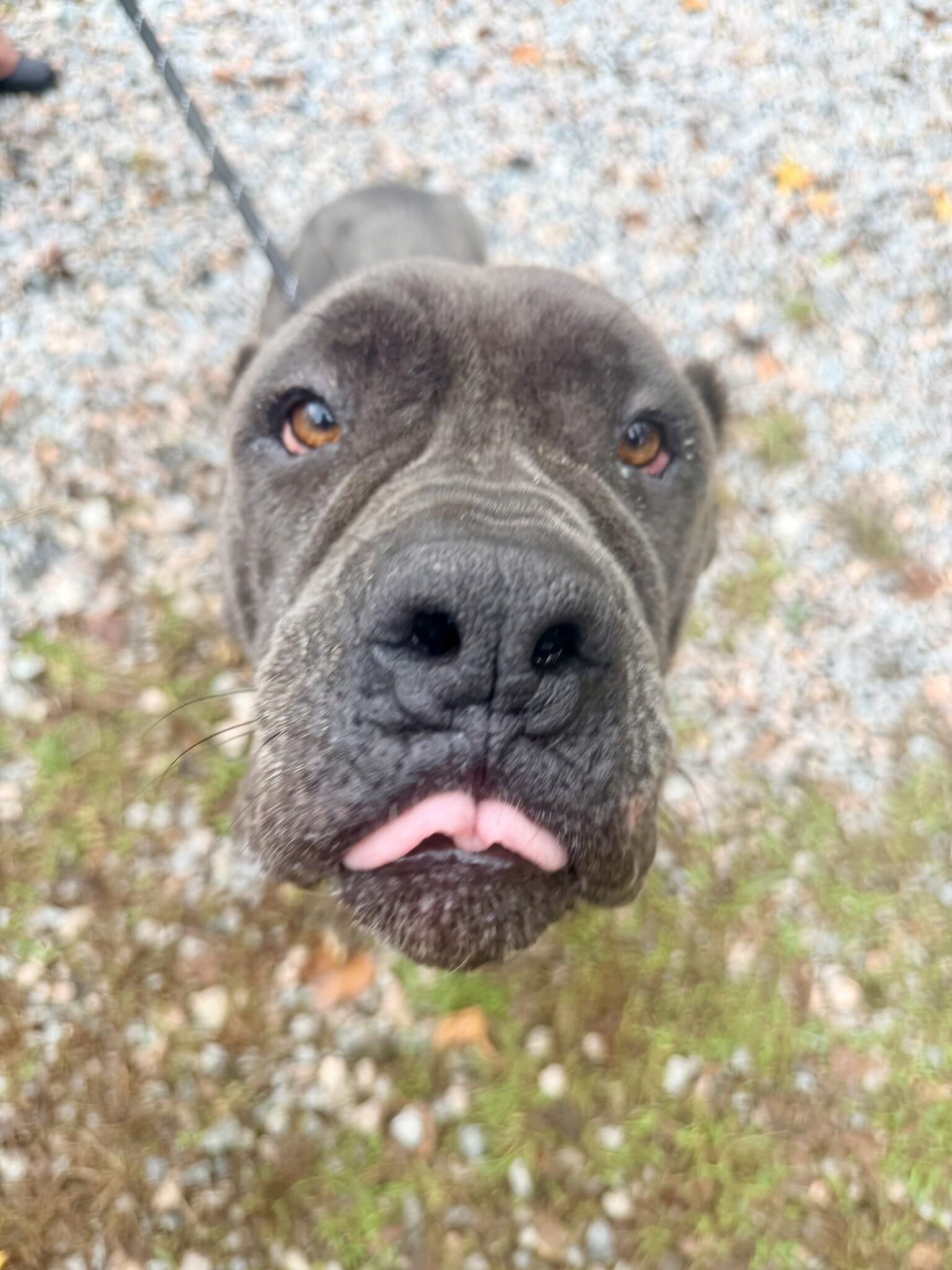 Enlarge Moon Pie, a Adoptable Cane Corso in Petersburg, VA image 3/6