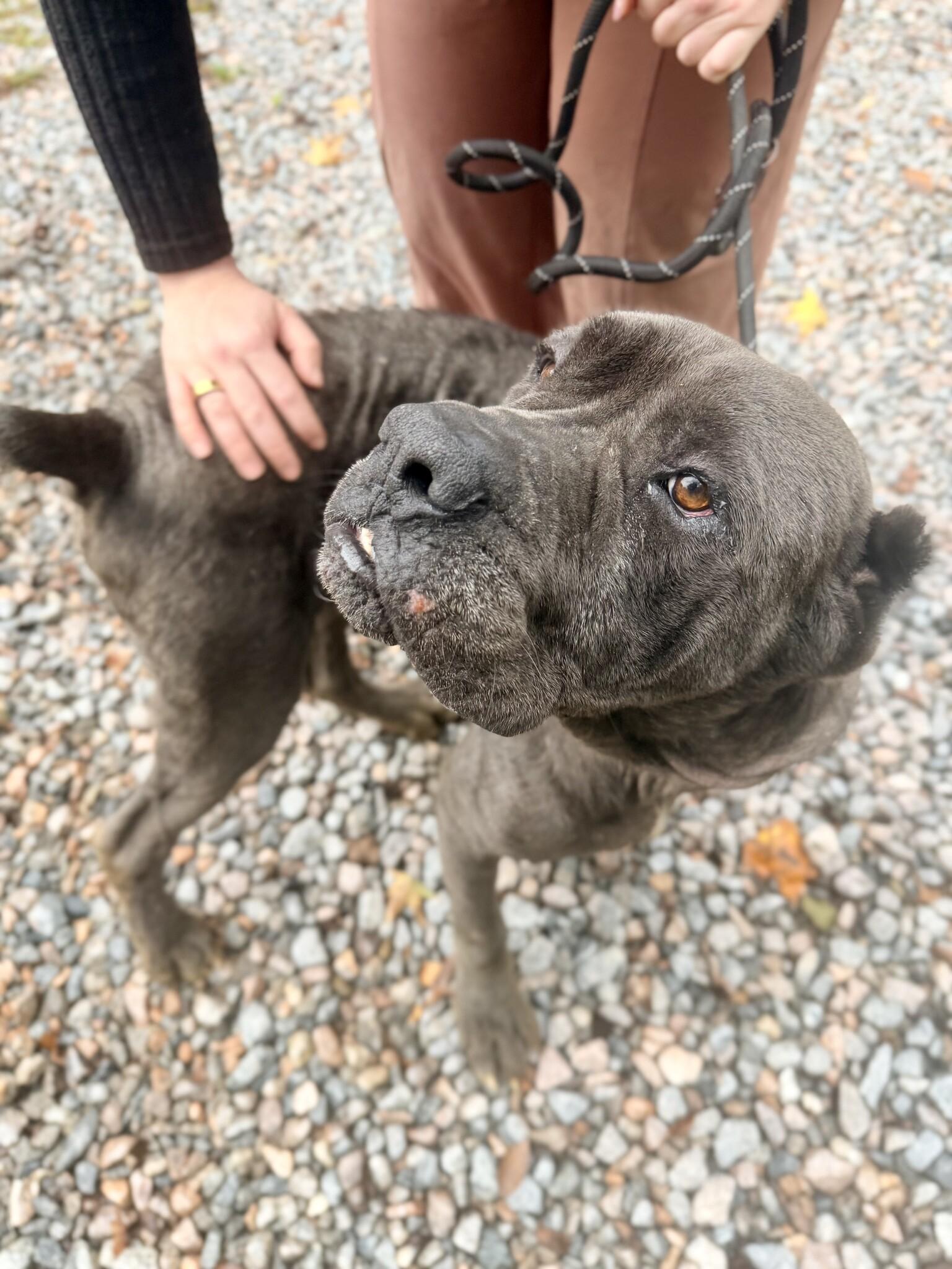 Enlarge Moon Pie, a Adoptable Cane Corso in Petersburg, VA image 2/6