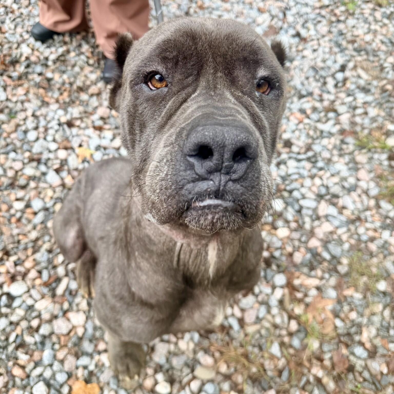 Enlarge Moon Pie, a Adoptable Cane Corso in Petersburg, VA image 1/6