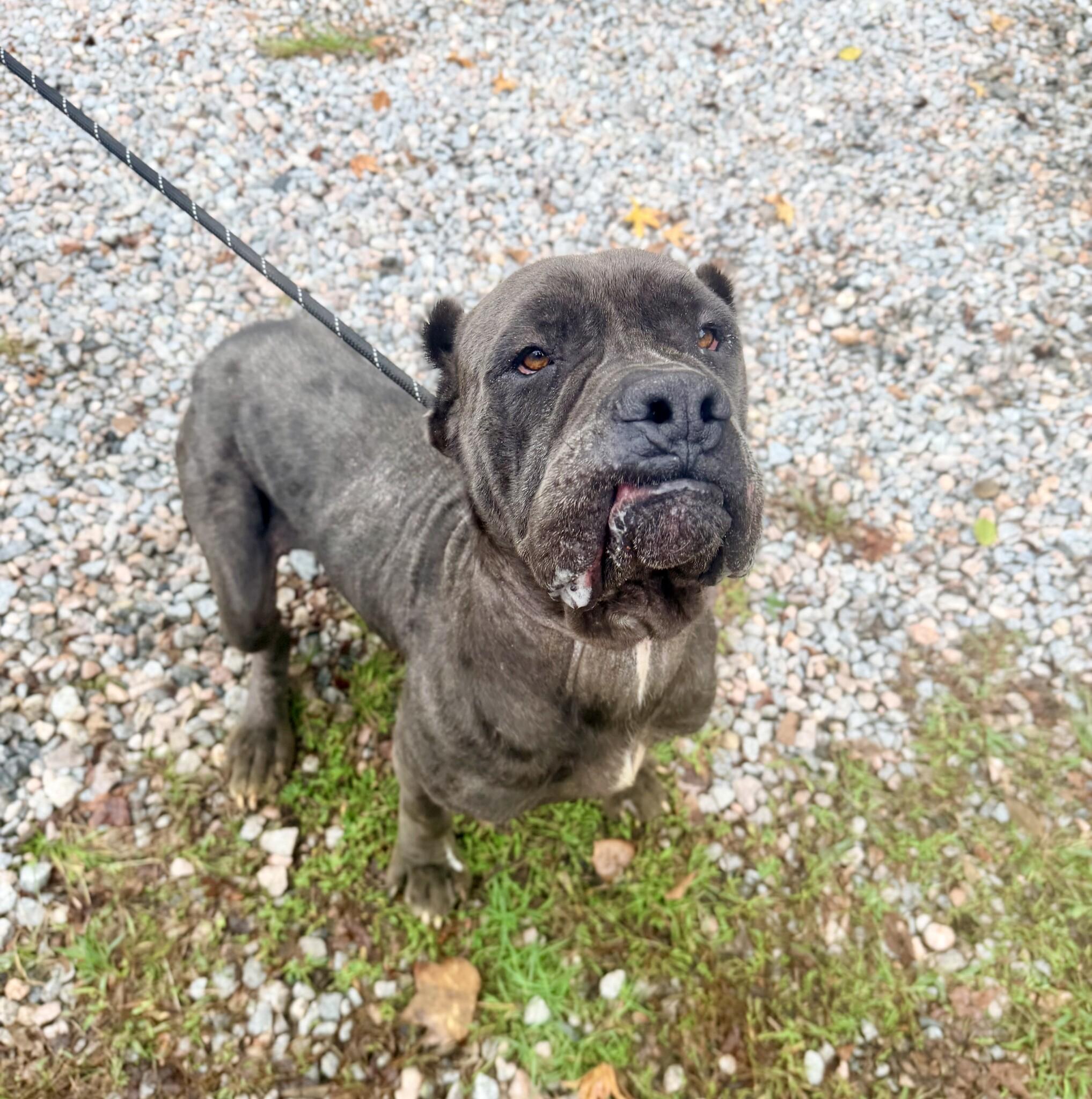 Enlarge Moon Pie, a Adoptable Cane Corso in Petersburg, VA image 6/6
