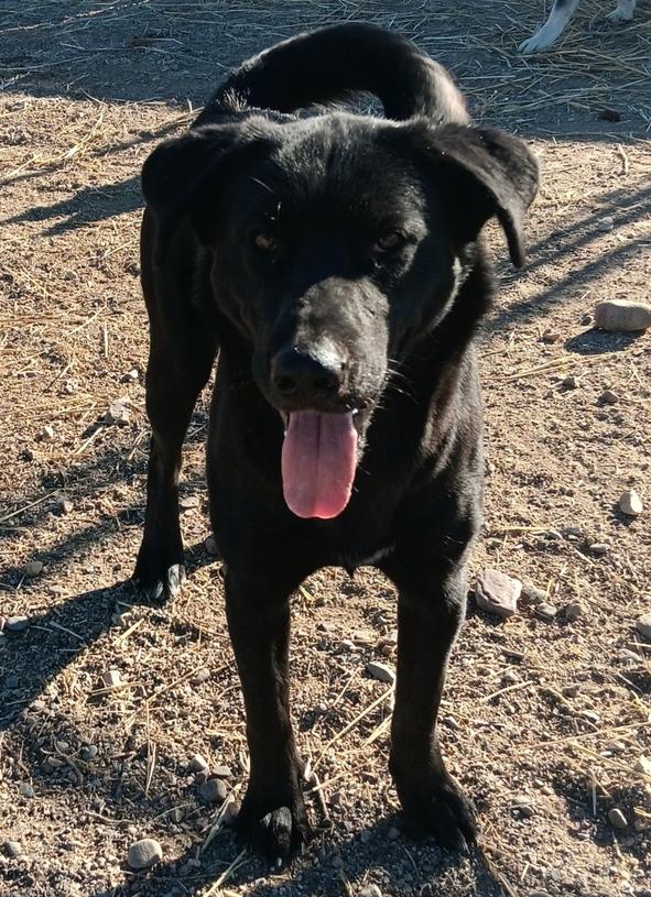 Enlarge Sevy, a Adoptable mixed breed in Challis, ID image 1/1