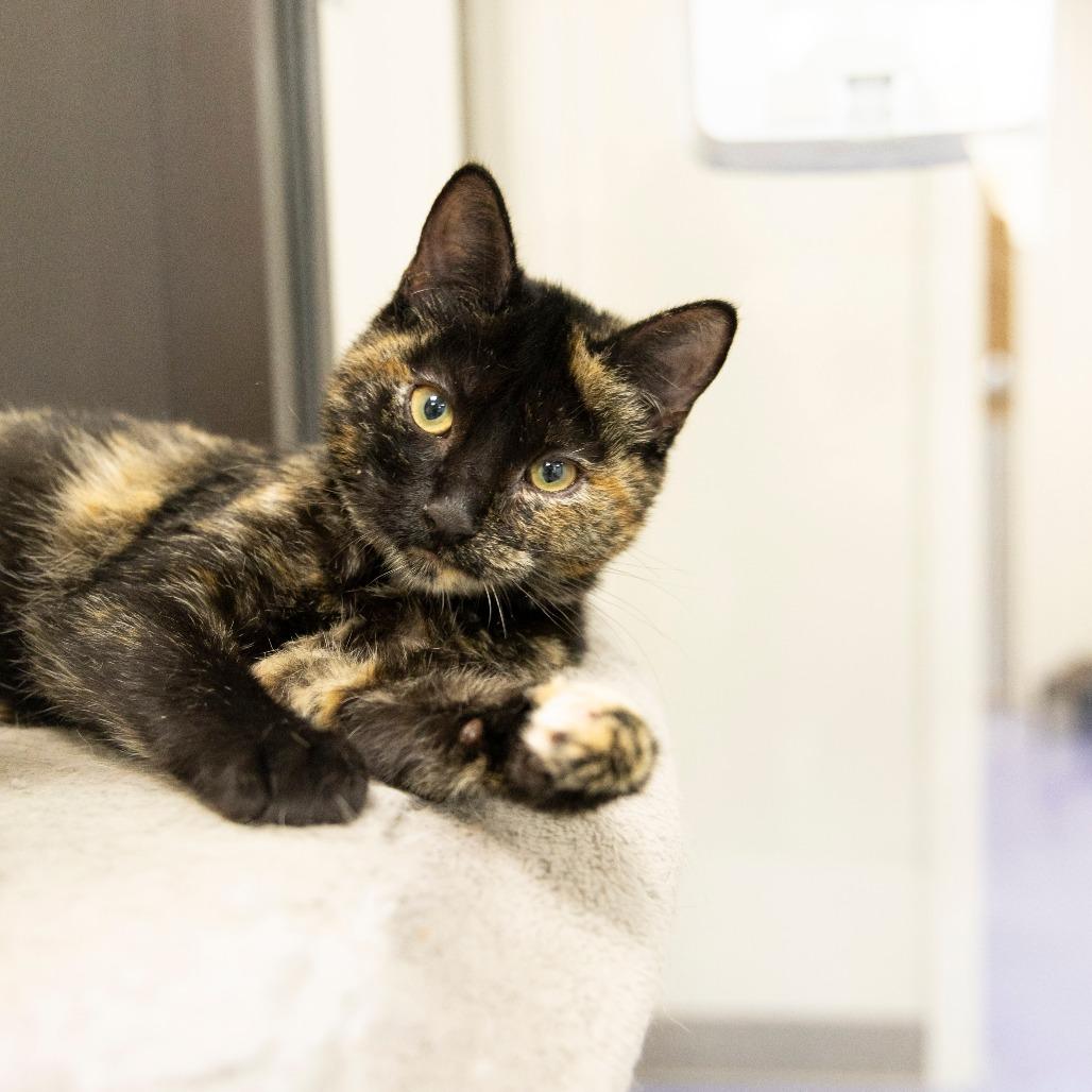 Vera — thumbnail 2