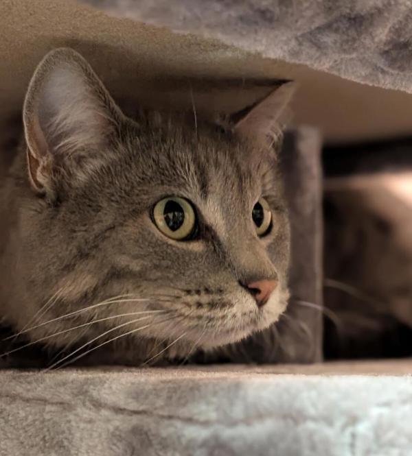 *Quinnie*, Adoptable, Adult Female Domestic Short Hair.