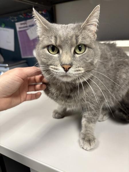 *Quinnie*, a Adoptable mixed breed in Salt Lake City, UT image 2/4