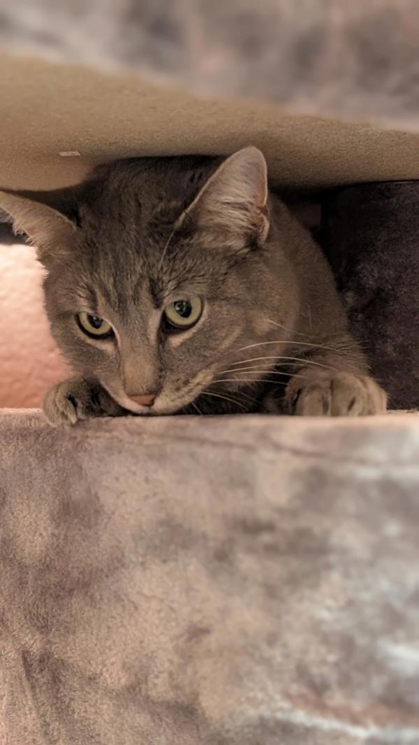 *Quinnie*, a Adoptable mixed breed in Salt Lake City, UT image 3/4