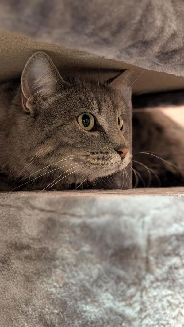 *Quinnie*, a Adoptable mixed breed in Salt Lake City, UT image 4/4