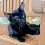 Enlarge ANCHO, a Adoptable Domestic Short Hair in Albuquerque, NM image 1/1