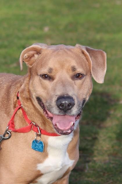 Maple, Adoptable, Young Female Mixed Breed & Mixed Breed.