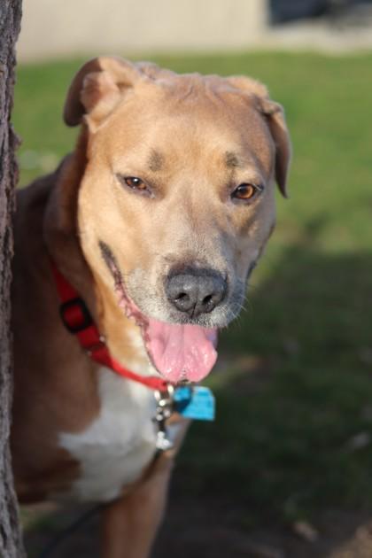 Enlarge Maple, a Adoptable mixed breed in Walla Walla, WA image 2/3