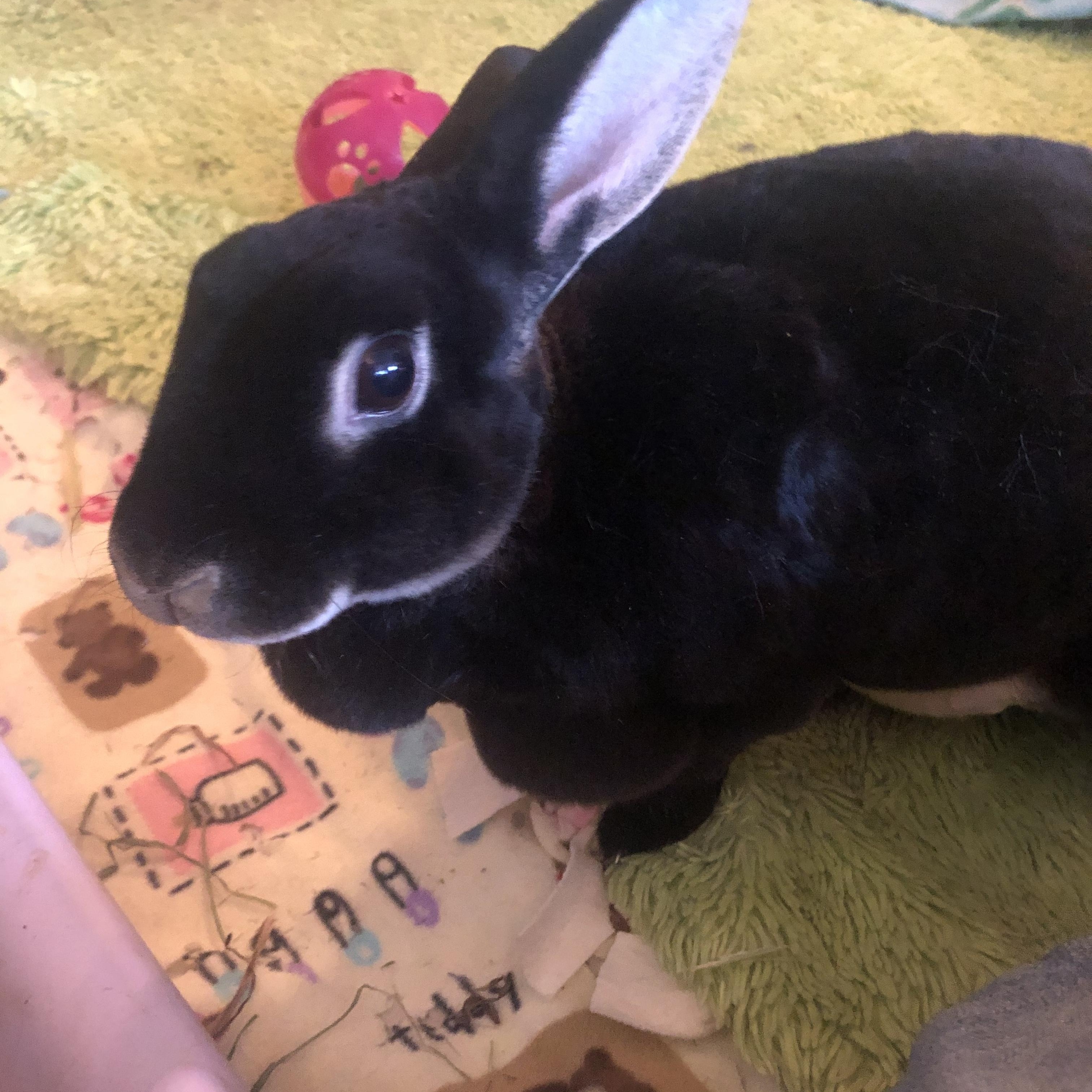 Elgin, Adoptable, Adult Female Rex.