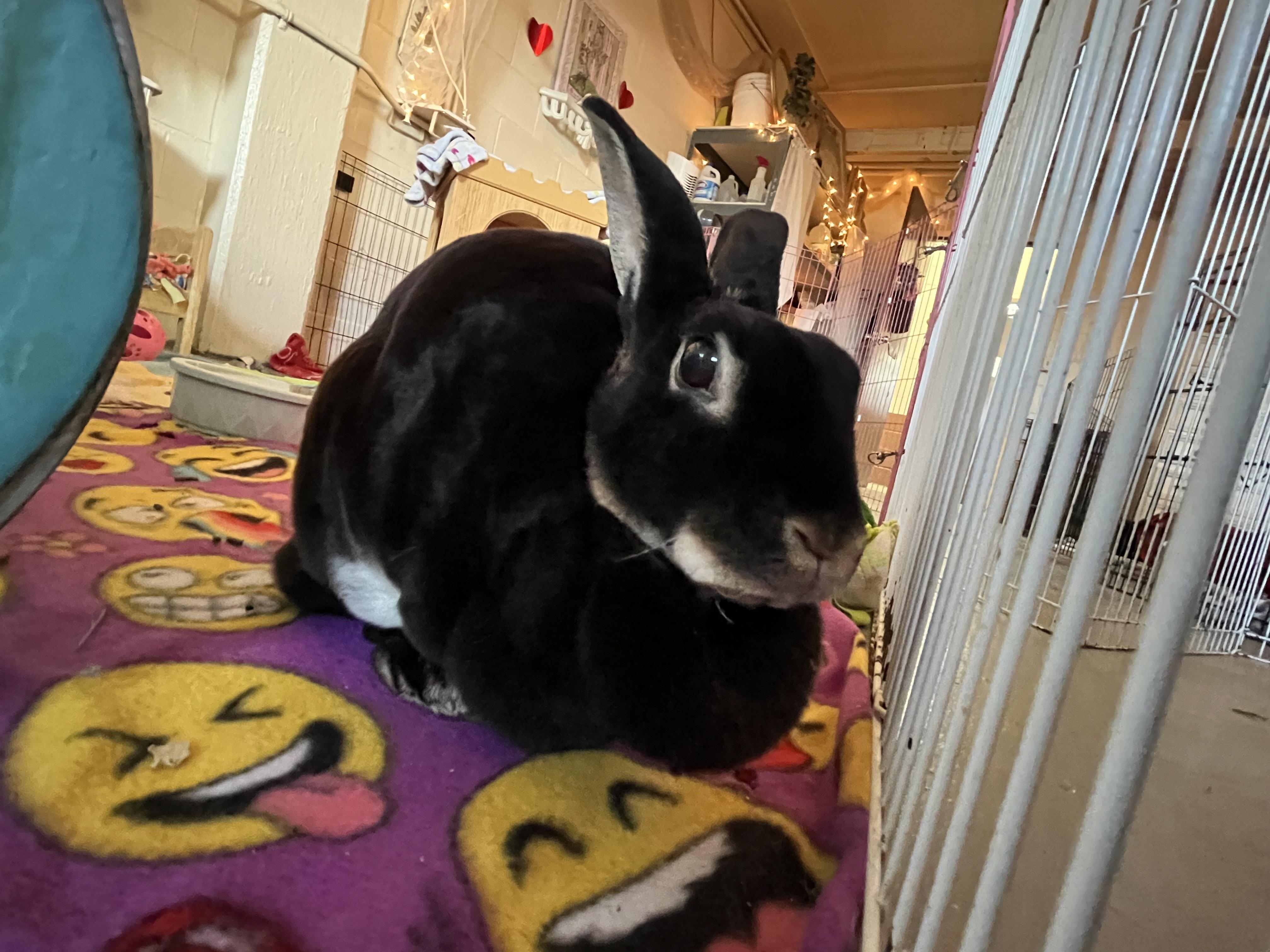 Enlarge Elgin, a Adoptable Rex in Palatine, IL image 2/3