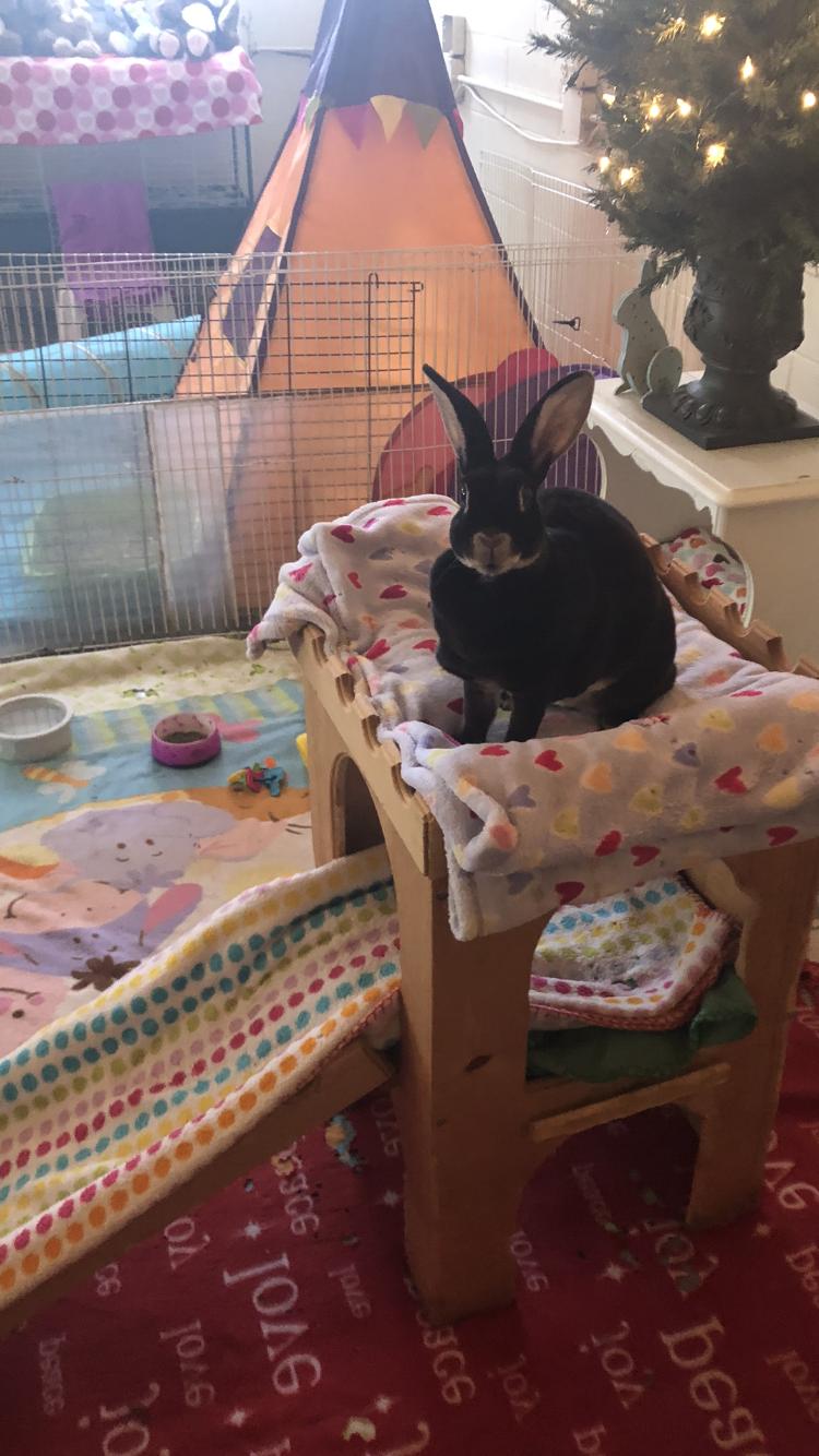 Enlarge Elgin, a Adoptable Rex in Palatine, IL image 3/3