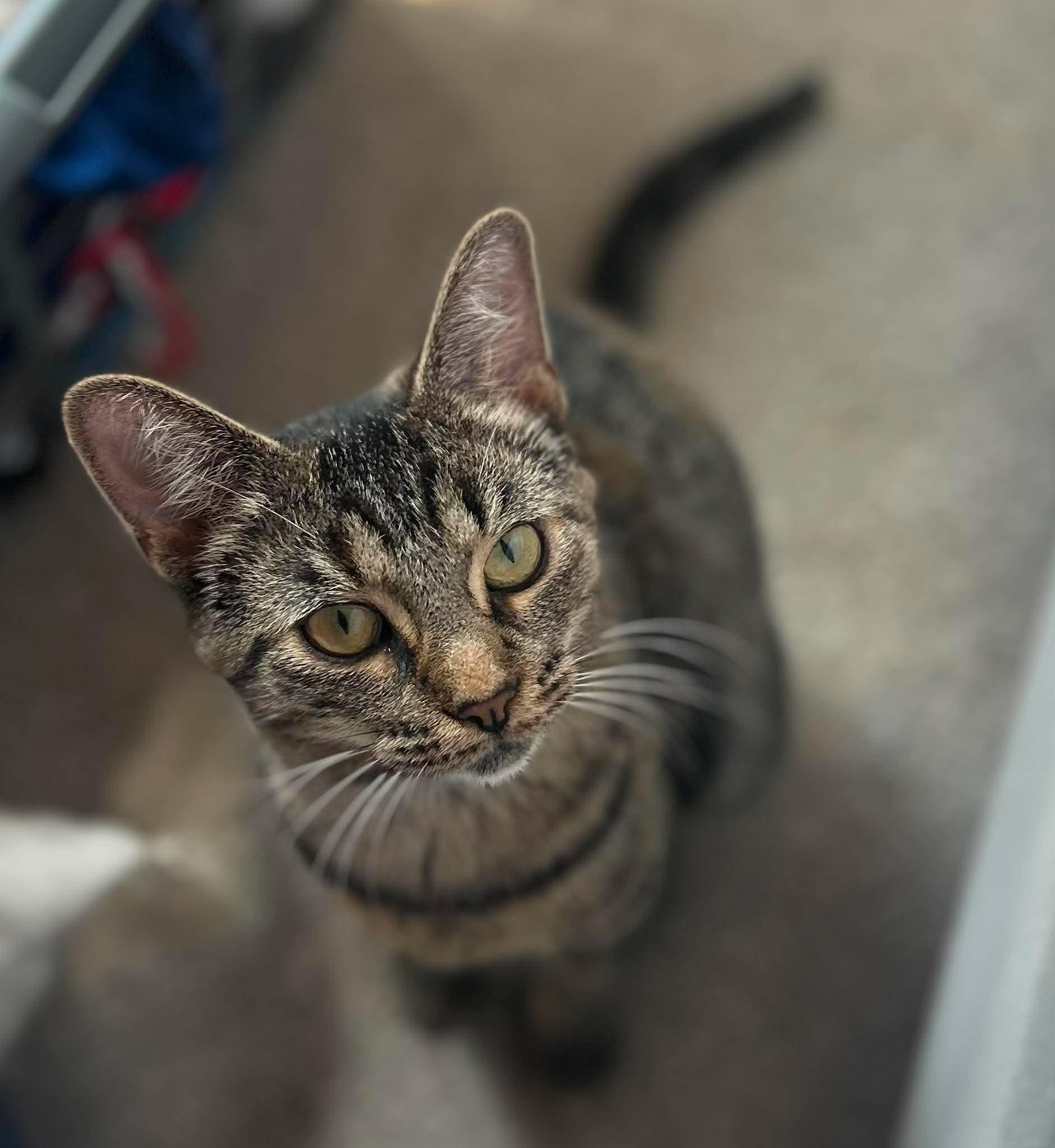 Enlarge STRAWBERRY (bonded with BLACKBERRY), a Adoptable Domestic Short Hair in Tillsonburg, ON image 1/4