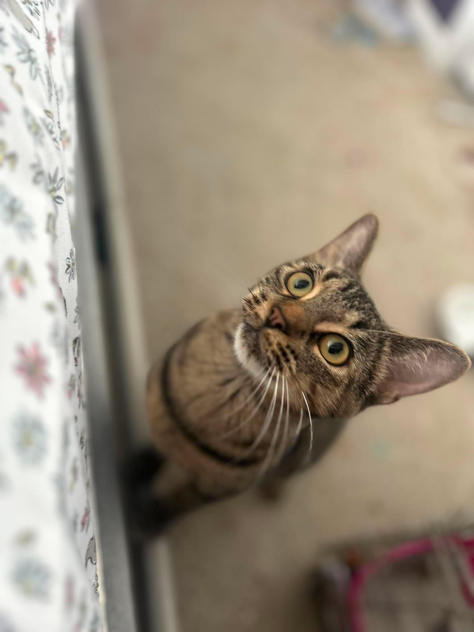 Enlarge STRAWBERRY (bonded with BLACKBERRY), a Adoptable Domestic Short Hair in Tillsonburg, ON image 2/4