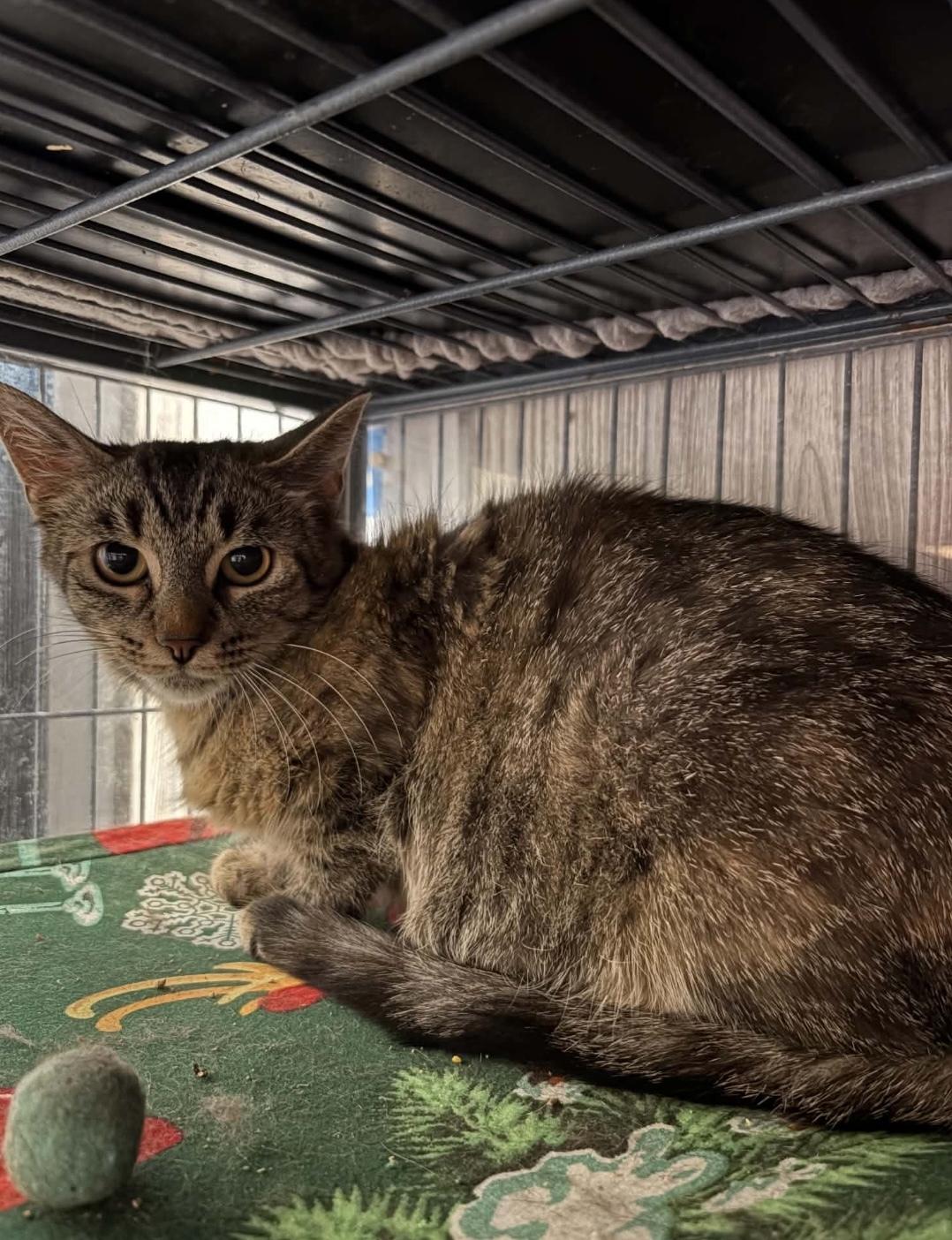 Enlarge STRAWBERRY (bonded with BLACKBERRY), a Adoptable Domestic Short Hair in Tillsonburg, ON image 3/4
