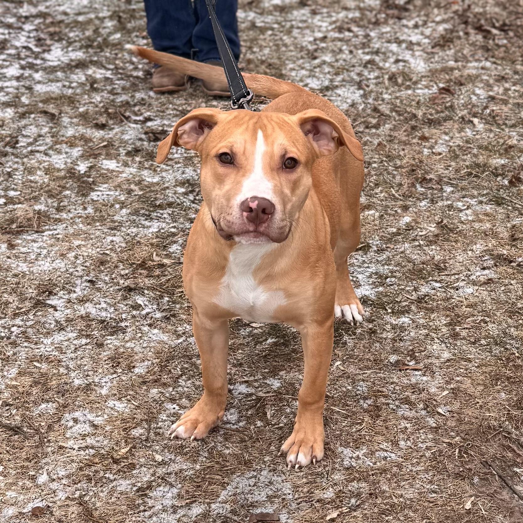 Enlarge Moss, a ADOPTABLE Mixed Breed in Midland, MI image 3/6