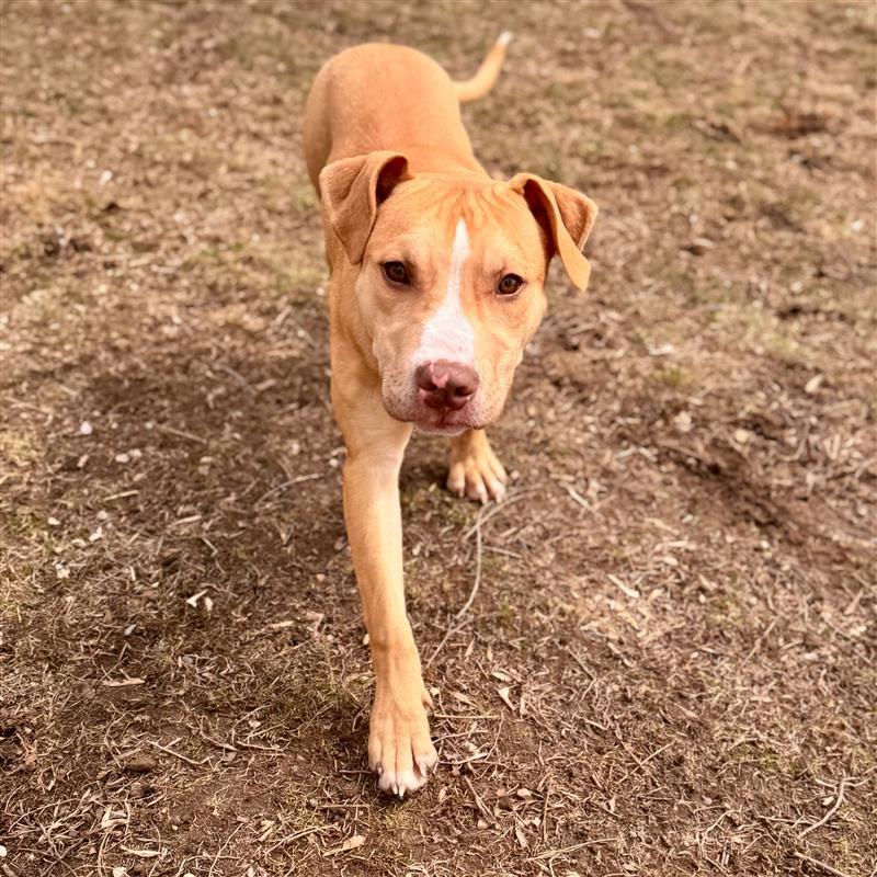 Enlarge Moss, a ADOPTABLE Mixed Breed in Midland, MI image 4/6