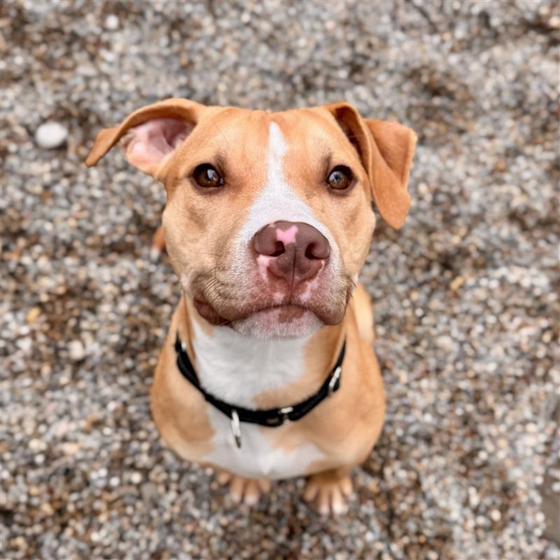 Moss, ADOPTABLE, Puppy Male Mixed Breed.