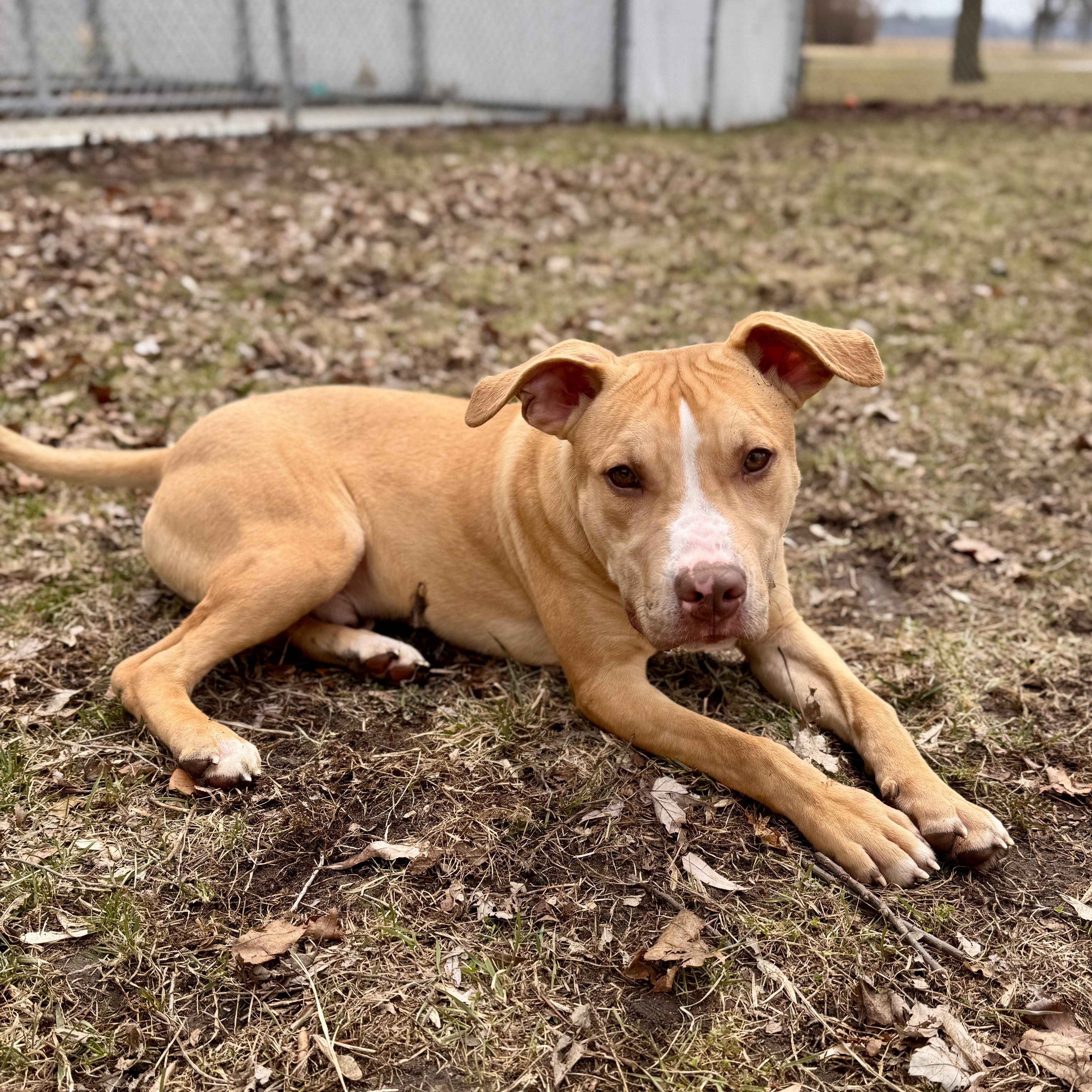 Enlarge Moss, a ADOPTABLE Mixed Breed in Midland, MI image 6/6