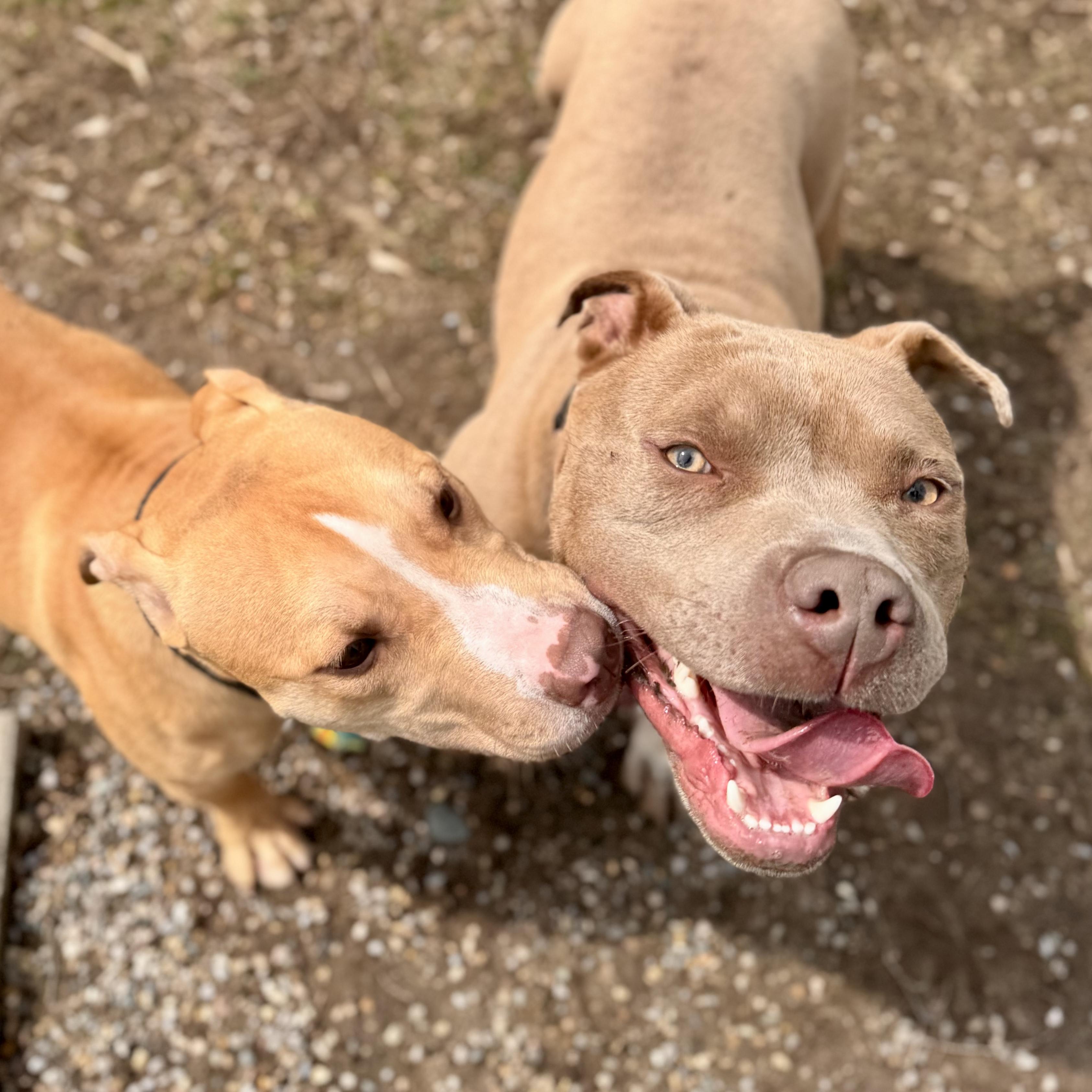 Enlarge Moss, a ADOPTABLE Mixed Breed in Midland, MI image 5/6