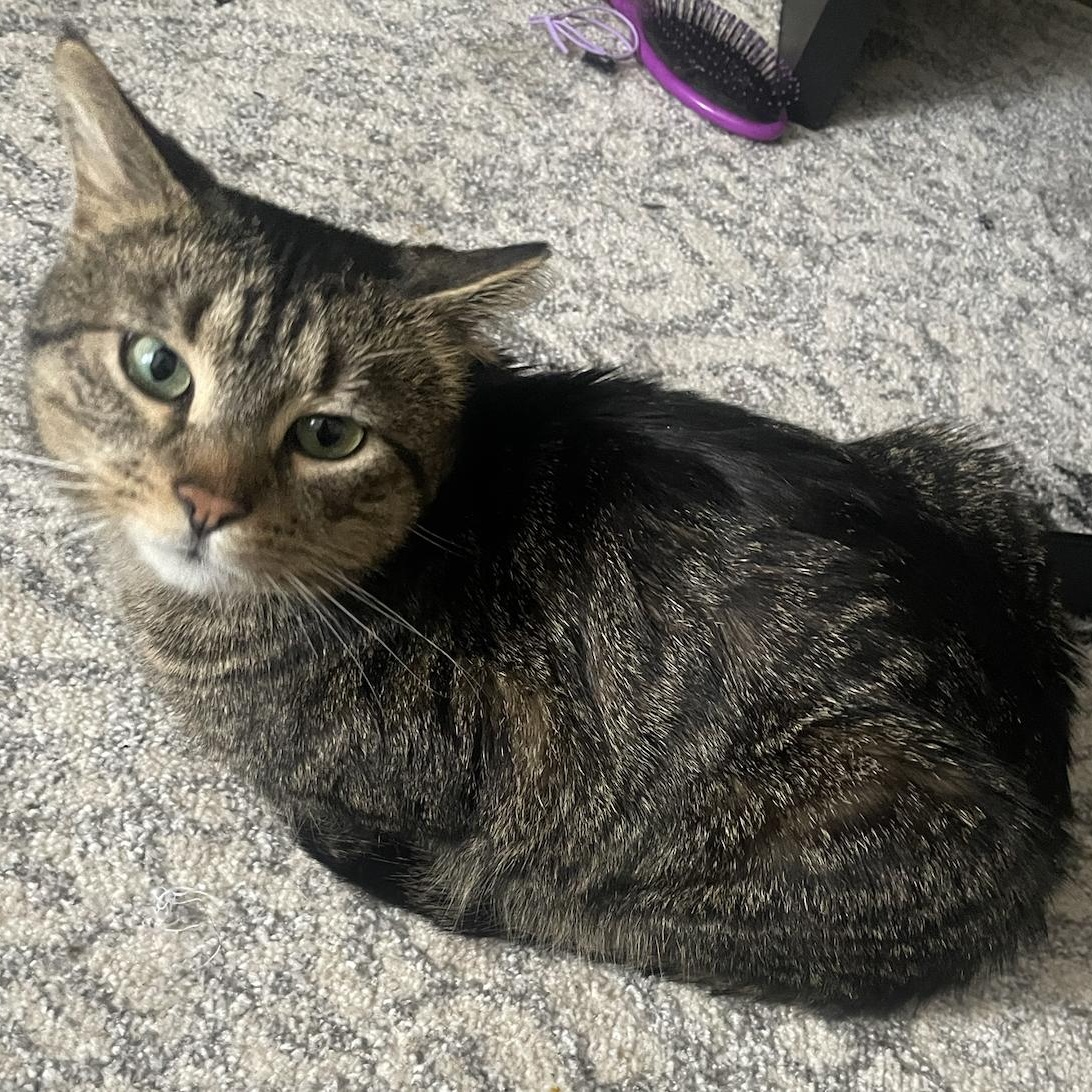 Fisher, adopted, Young Male Domestic Short Hair.