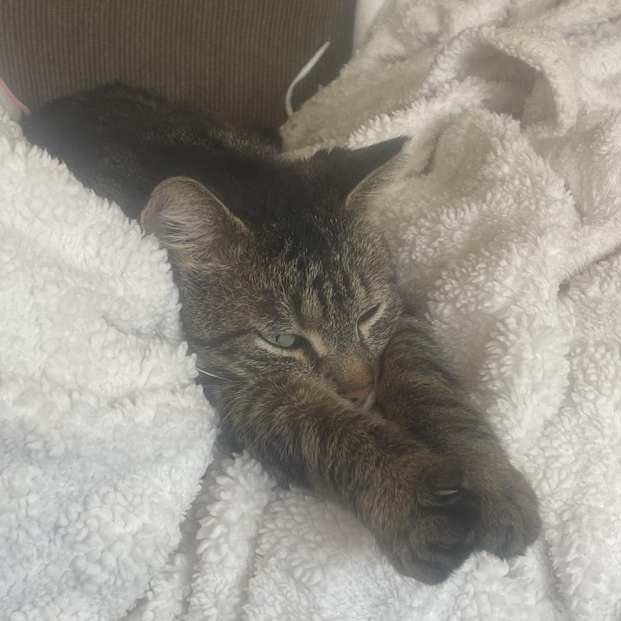 Enlarge Fisher, an adopted mixed breed in Chicago, IL image 3/4