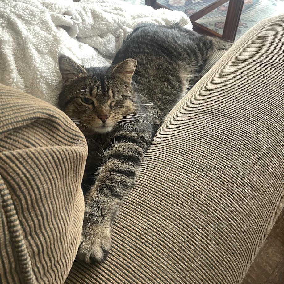 Enlarge Fisher, an adopted mixed breed in Chicago, IL image 4/4