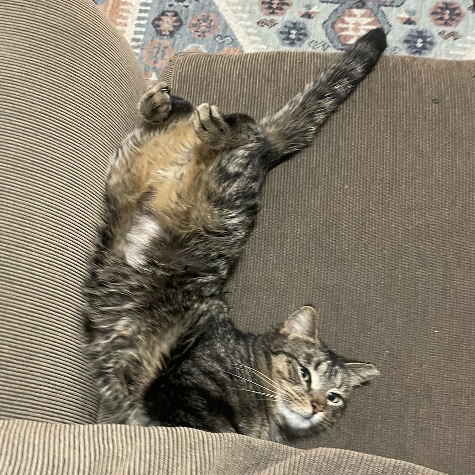 Enlarge Fisher, an adopted mixed breed in Chicago, IL image 2/4