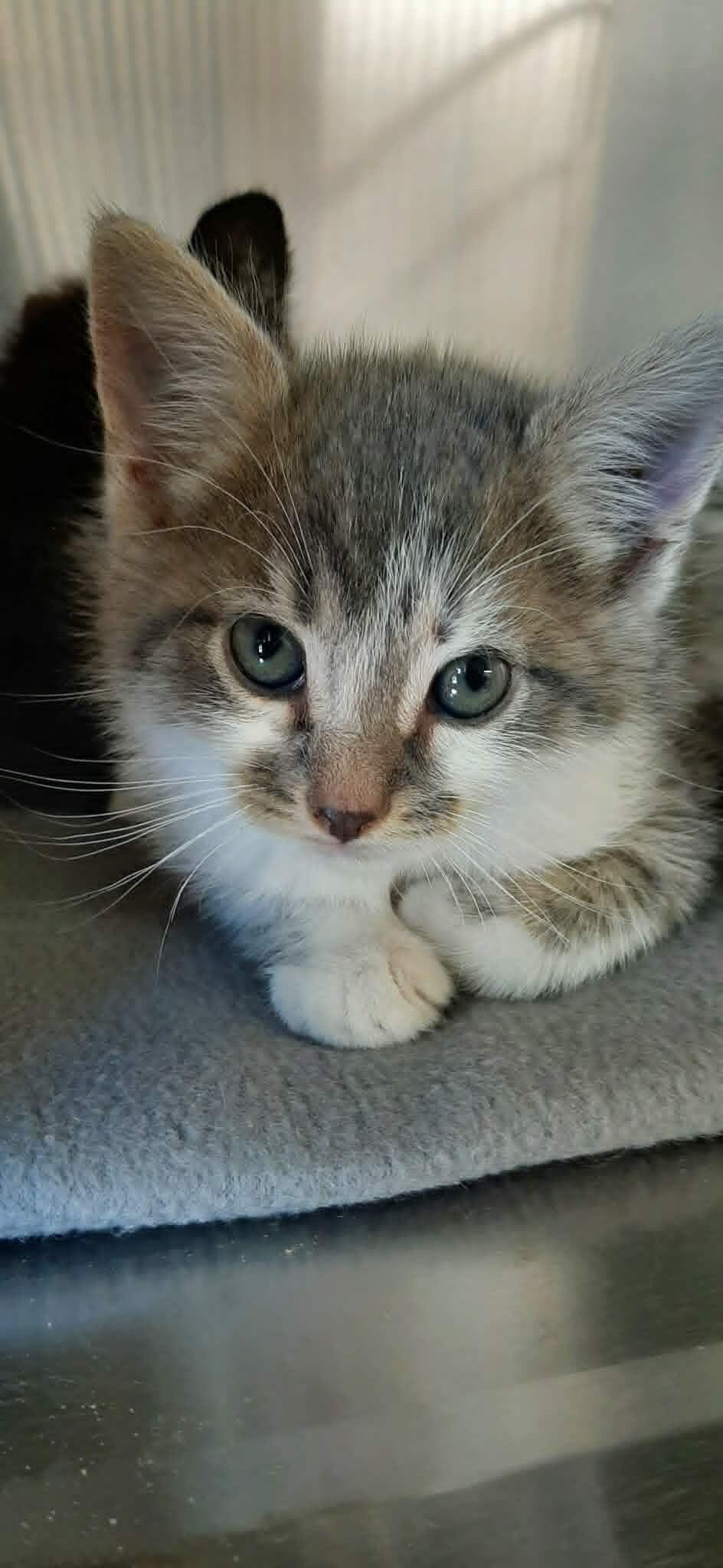 Aslan, Adoptable, Kitten Male Domestic Short Hair.