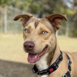Danish, Adoptable, Young Male Shepherd & Husky.