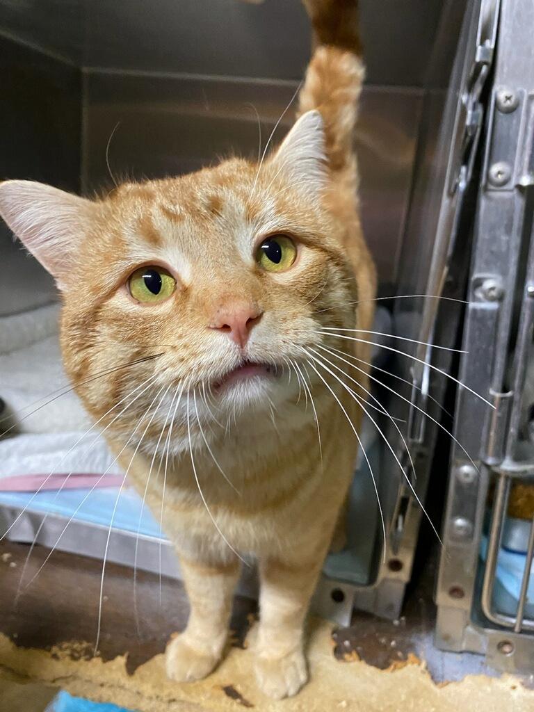 Enlarge Garfield, an adopted Domestic Short Hair in Polson, MT image 3/3