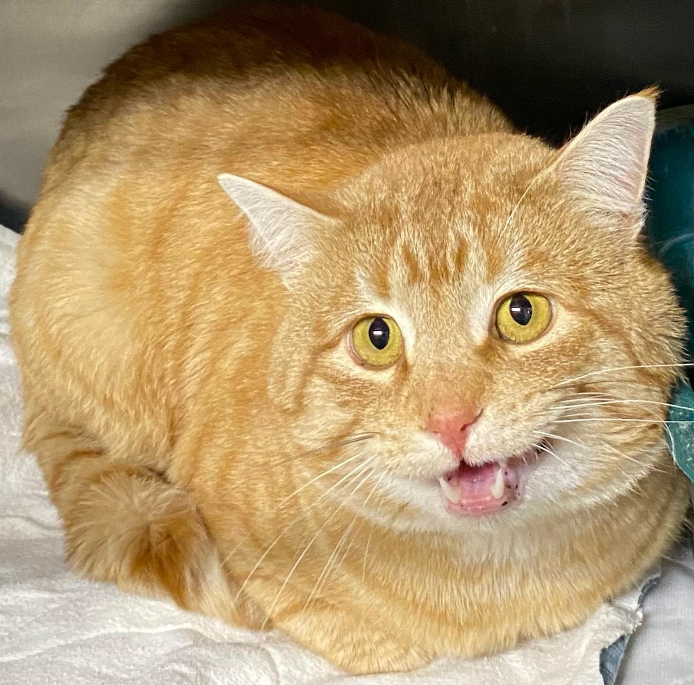 Enlarge Garfield, an adopted Domestic Short Hair in Polson, MT image 1/3