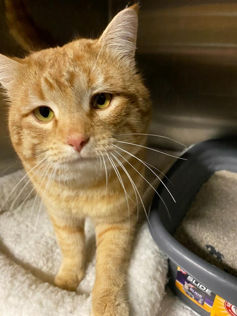 Enlarge Garfield, an adopted Domestic Short Hair in Polson, MT image 2/3