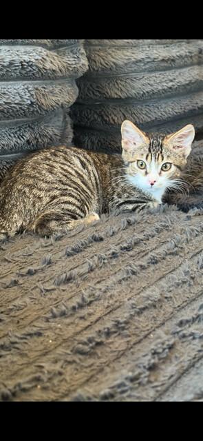 Cuddle Boy & Gasket, a ADOPTABLE Domestic Short Hair in Truckee, CA image 5/5