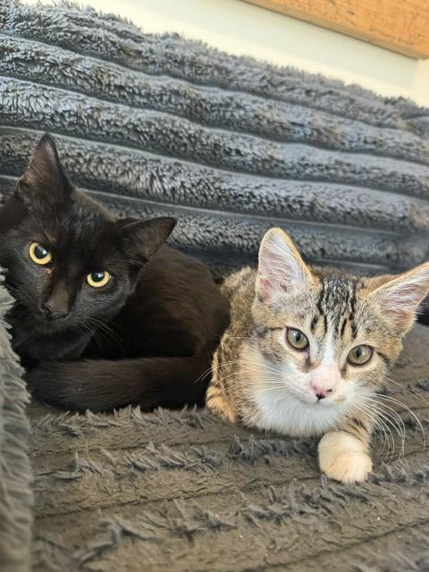 Cuddle Boy & Gasket, a ADOPTABLE Domestic Short Hair in Truckee, CA image 1/5