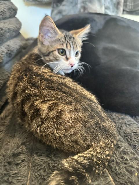 Cuddle Boy & Gasket, a ADOPTABLE Domestic Short Hair in Truckee, CA image 3/5