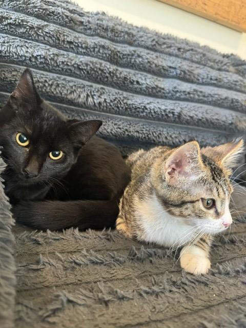 Cuddle Boy & Gasket, a ADOPTABLE Domestic Short Hair in Truckee, CA image 4/5