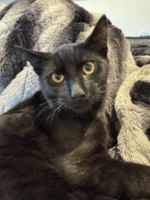Cuddle Boy & Gasket, a ADOPTABLE Domestic Short Hair in Truckee, CA image 2/5