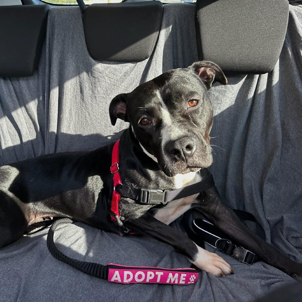 Dreamfyre, Adoptable, Adult Female Pit Bull Terrier.