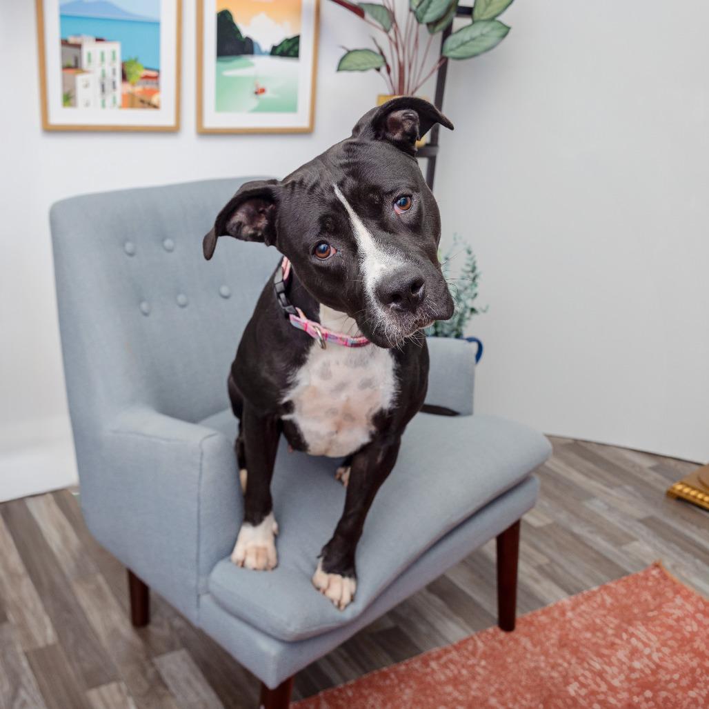 Dreamfyre, a Adoptable mixed breed in Los Angeles, CA image 2/5